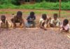 COCOBOD Reiterates Commitment To Eliminating Child Labour In Ghana’s Cocoa Sector