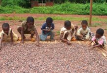 COCOBOD Reiterates Commitment To Eliminating Child Labour In Ghana’s Cocoa Sector
