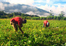 Ghana’s ‘Living Lab’: Building Community and Ecological Resilience through the Atebubu and Wiase Forest Landscape Restoration