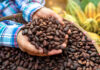 COCOBOD Injects GH¢2.6 Billion Into Cocoa Buying Cocoa Beans