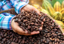 Ghana’s Cocoa Farmers Receive The Highest Farmgate Price In West Africa—COCOBOD Cocoa Beans