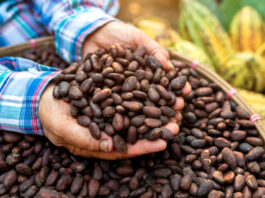COCOBOD Injects GH¢2.6 Billion Into Cocoa Buying Cocoa Beans