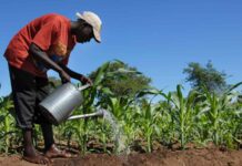 Ghana: Africa Fertilizer Financing Mechanism Extends $2M to ETG Inputs Ghana Limited to boost farmers’ access to fertilizers Farm