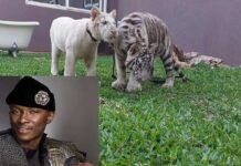 Police moves to relocate Cheddar’s Tigers Freedom-Jacob-Caeser