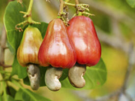 Tree Crops Conveyance Certificates: A New Burden On Farmers Disguised As Reform