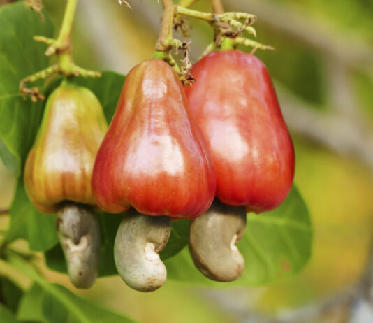 Tree Crops Conveyance Certificates: A New Burden On Farmers Disguised As Reform