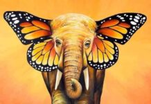 Is The Monarch Butterfly Truly A Decorated Elephant’s Head??