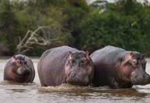 Hippos Ecotourism Find With A Risk Of Extinction