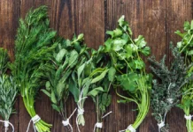 Names Of Herbs In Twi: A Comprehensive Guide Names Of Herbs In Twi: A Comprehensive Guide