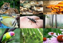 AbibiNsroma Foundation Champions Biodiversity: Join The Plan On International Day For Biodiversity