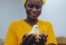 Kuipers Breeders Hatchery Celebrates Two-Year Anniversary Of First Chicks Hatched In Ghana