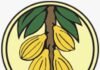 Ghana Retains Cocoa Producer Price for 2025/26 Light Crop Season Amid Falling Global Prices