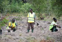 MTN Ghana Supports Chipa Forest Restoration
