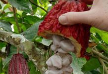 GHS16.3 Billion Domestic Cocoa Notes Programme To Boost Cocoa Financing